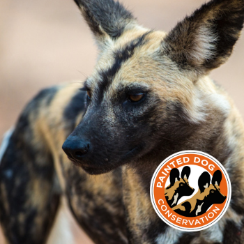 Donate | Wildlife Conservation Network